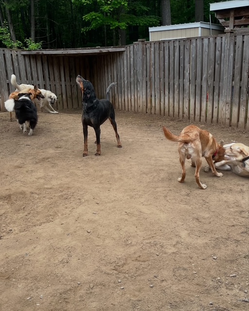Doggy Day Care