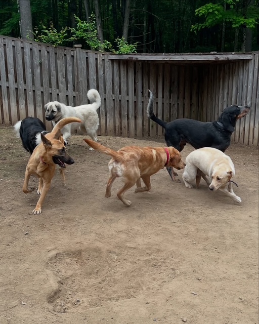 Socialization