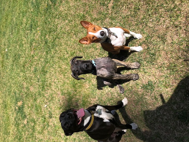 Three amigos