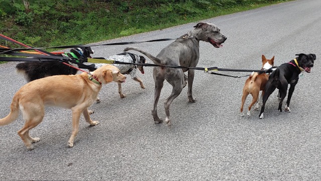 Pack walk on the road