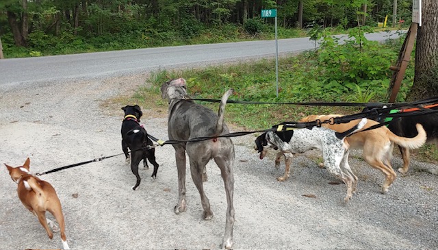 Heading out from the kennel