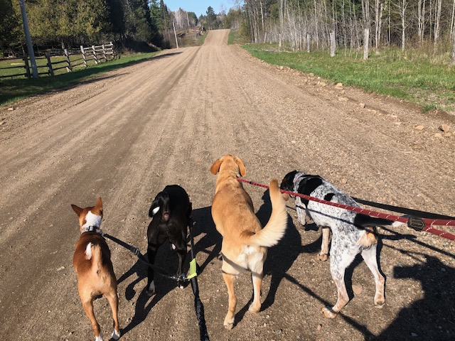 Dogs on a walk