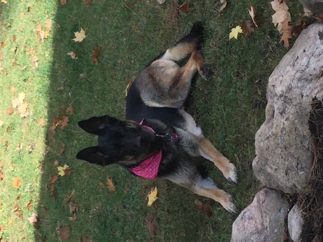 Dog relaxing at Trillium Woods