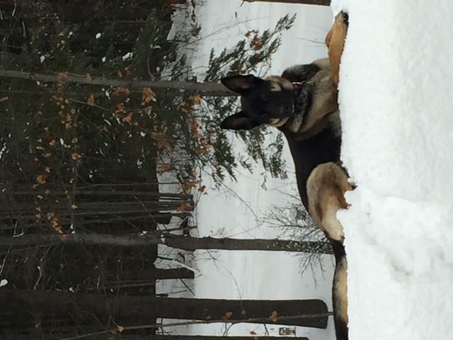 Dog in the snow