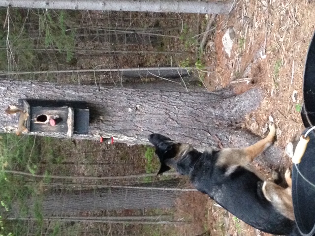 Investigating the birdhouse