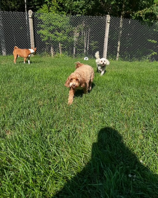 Dogs playing in the grass