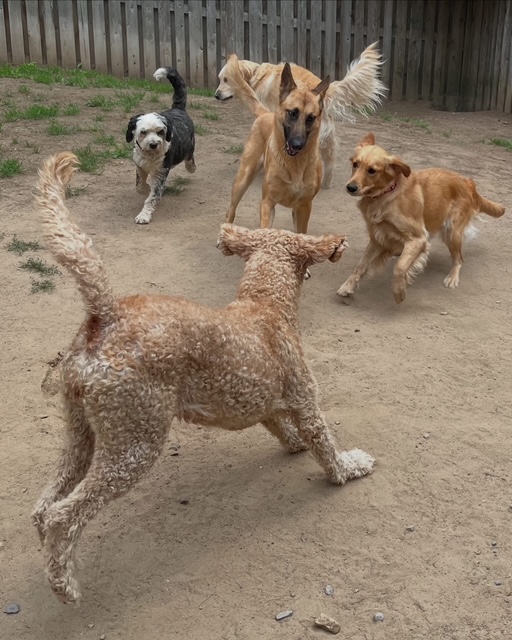 Dogs playing