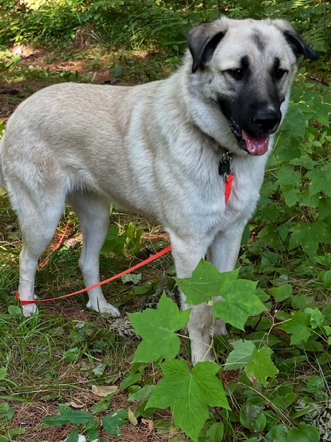 Dog on trail