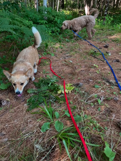 Trail Walks
