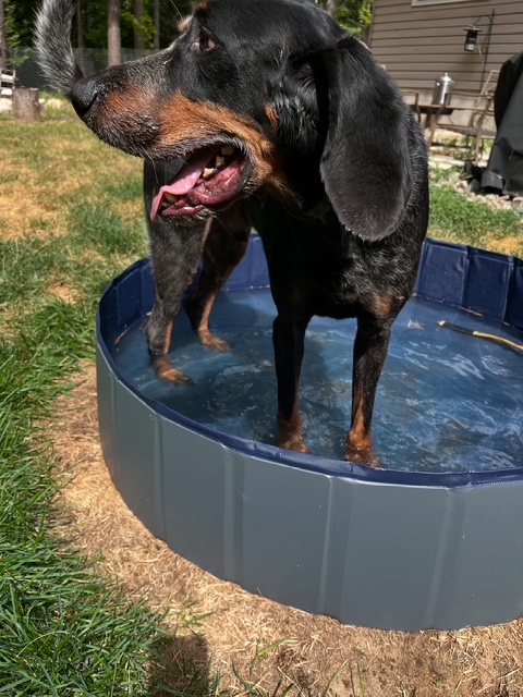 Cooling off in the pool
