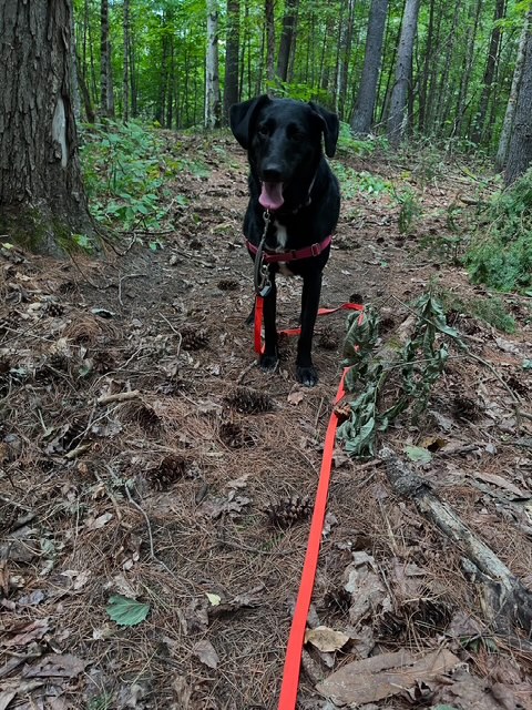 Solo woodland walk